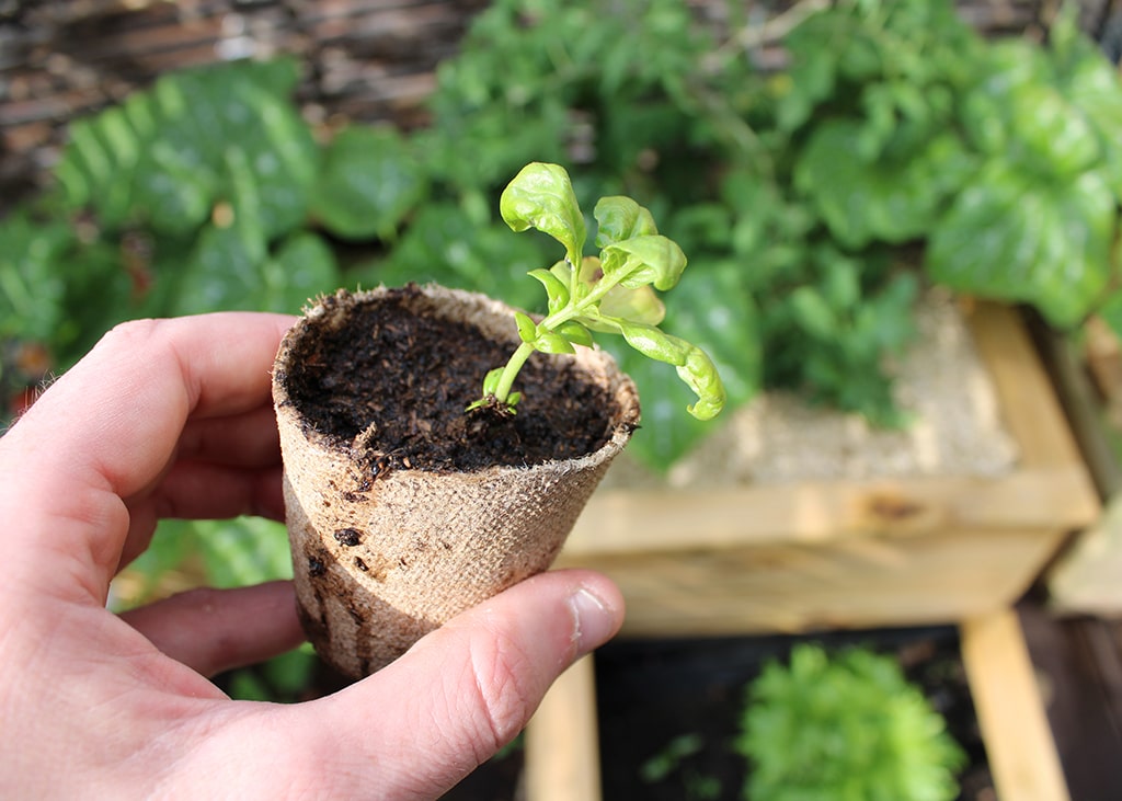 Semis bio dans un godet biodégradable prêt à être planté en pleine terre