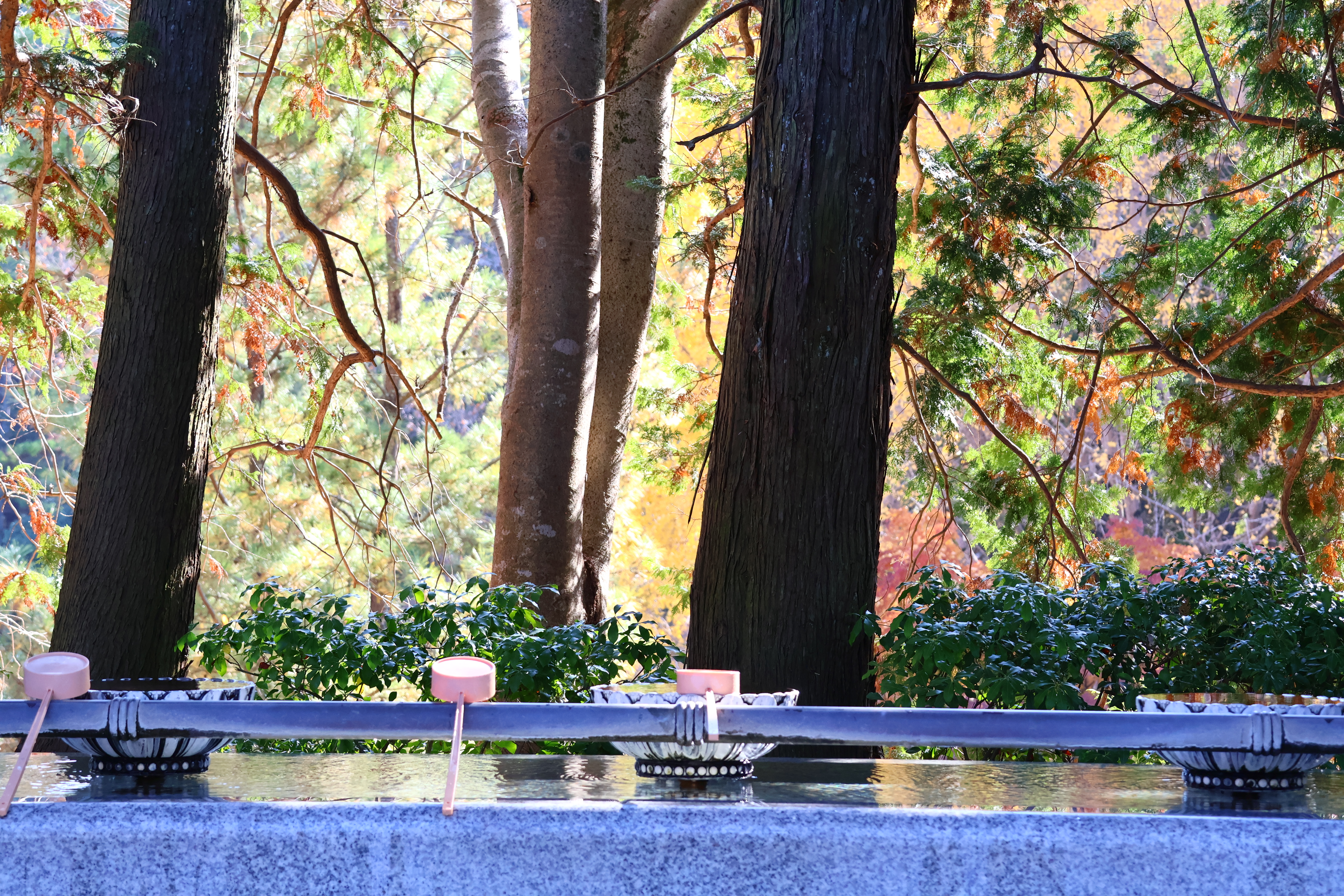 Bac pour se laver les mains à l'avant-plan et arbres du parc à l'arrière-plan