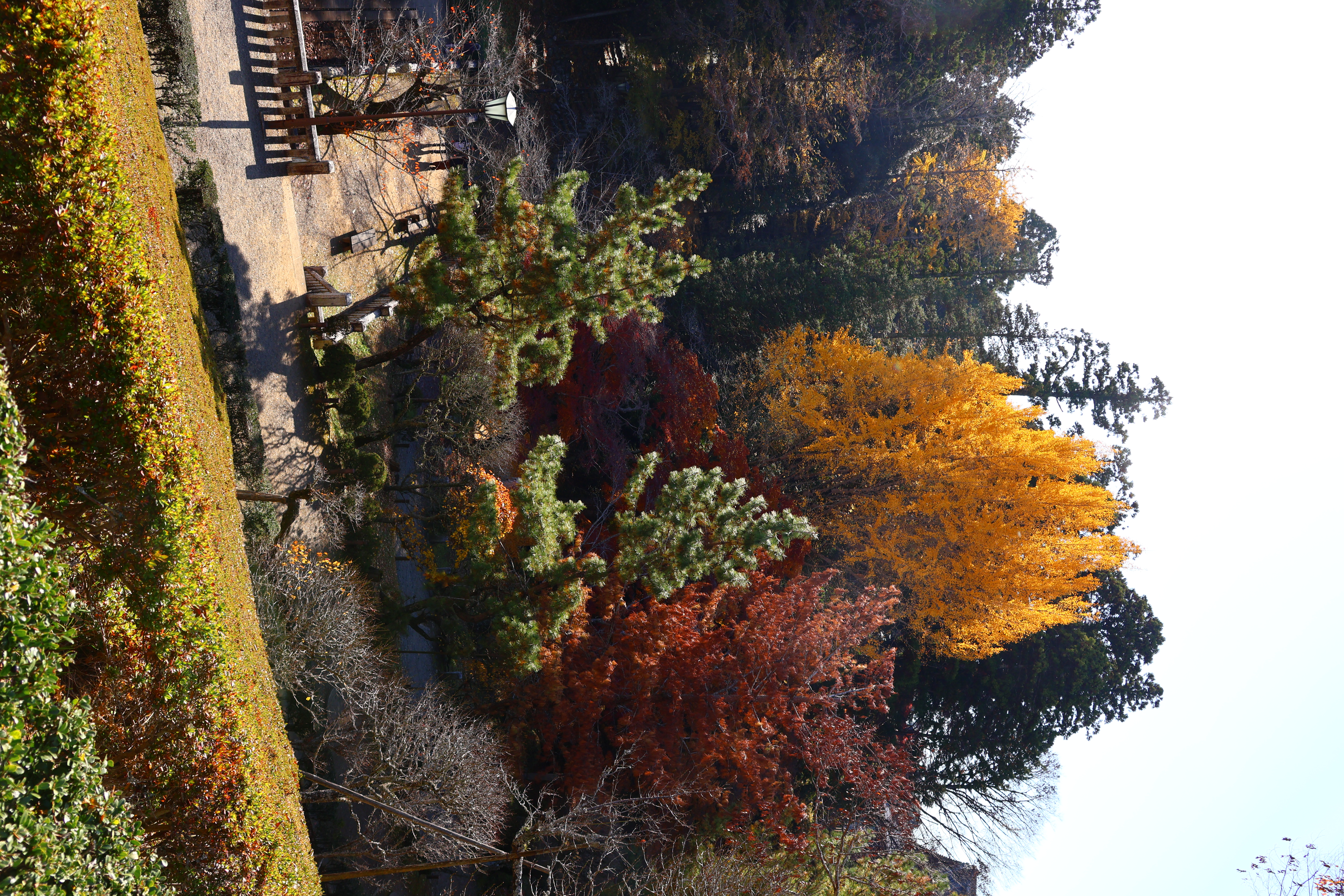 Arbres aux couleurs automnales (gingko jaune, érables rouges, résineux...) dans le parc de Narita-san